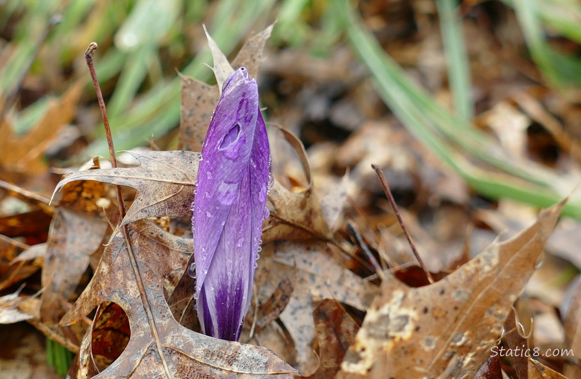 Closed Crocus bloom, pushing up thru the dead leaves