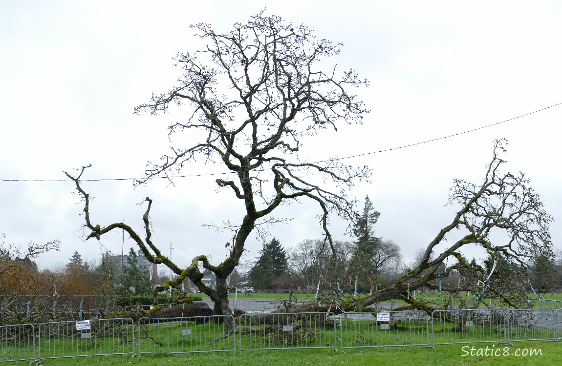 Fallen Leaning Tree