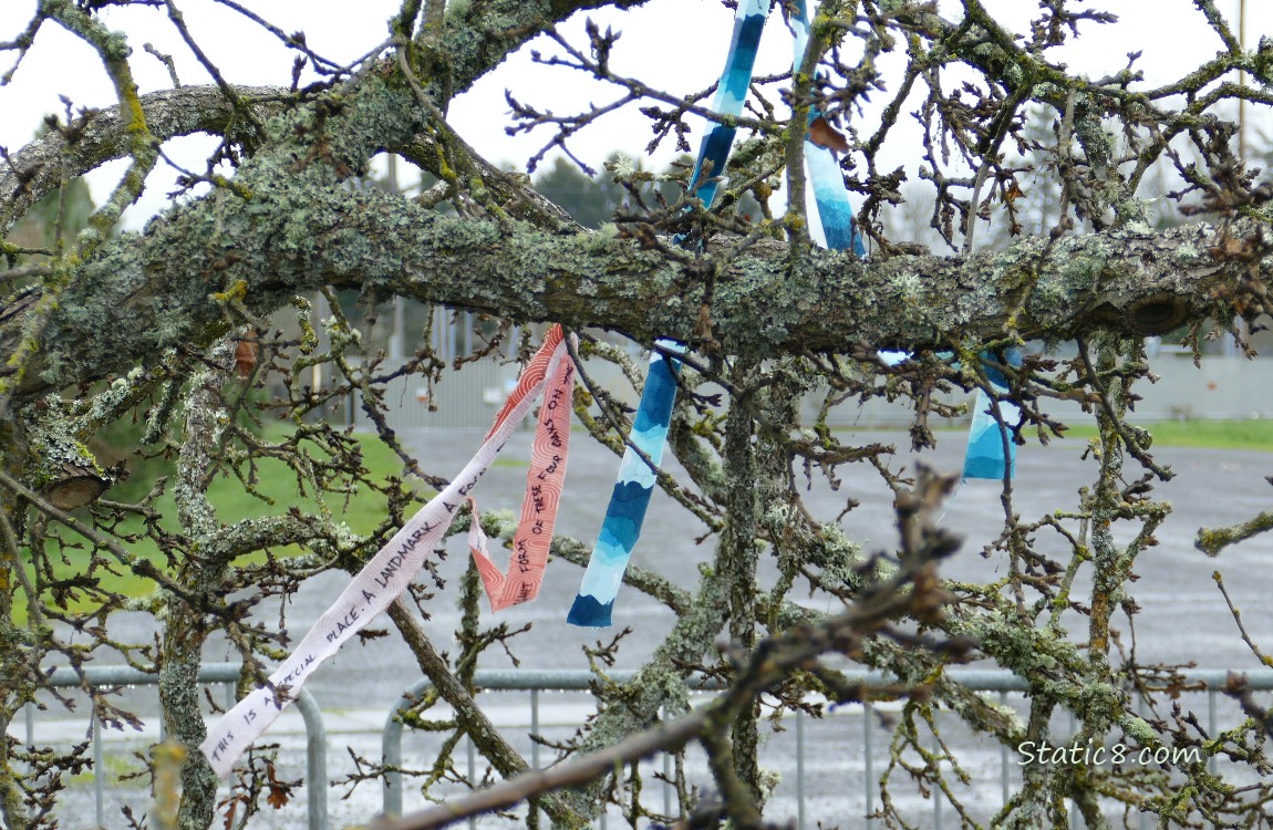 Streamers hanging from fallen branches