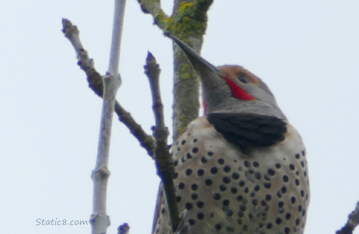 Northern Flicker