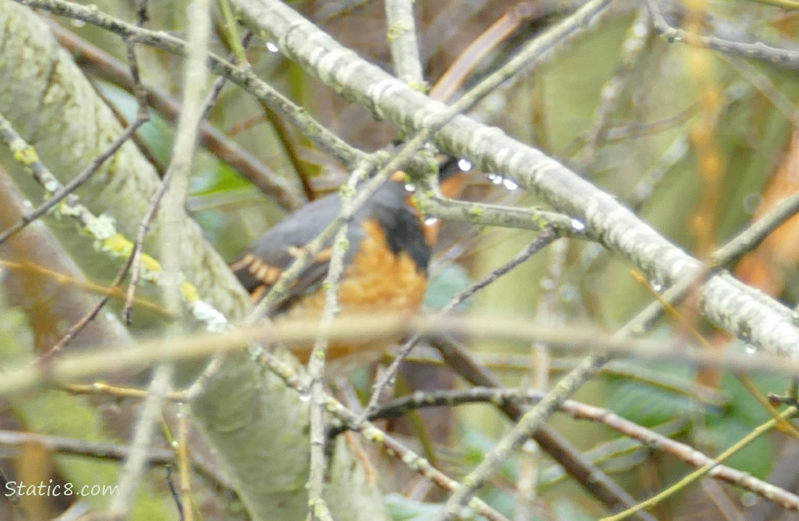 Varied Thrush behind a lot of sticks