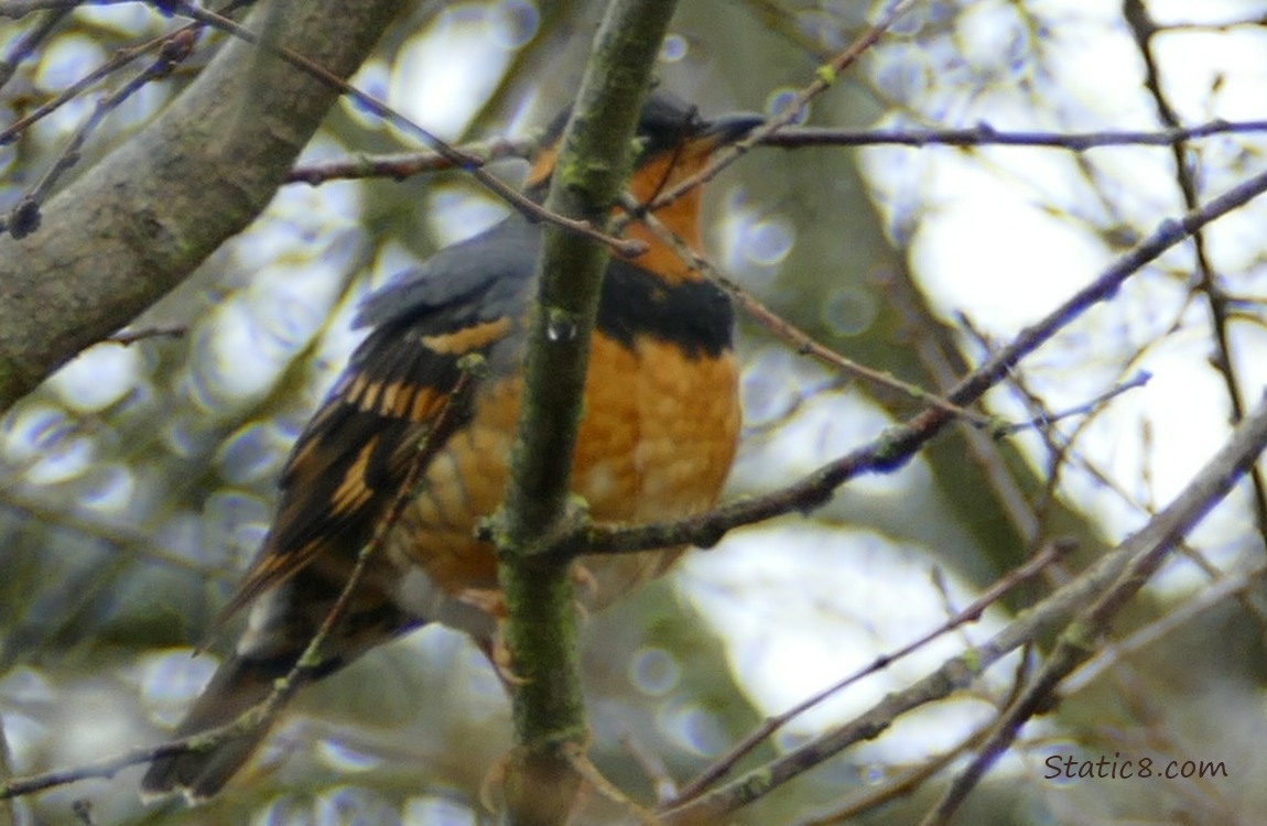 Varied Thrush behind a lot of sticks