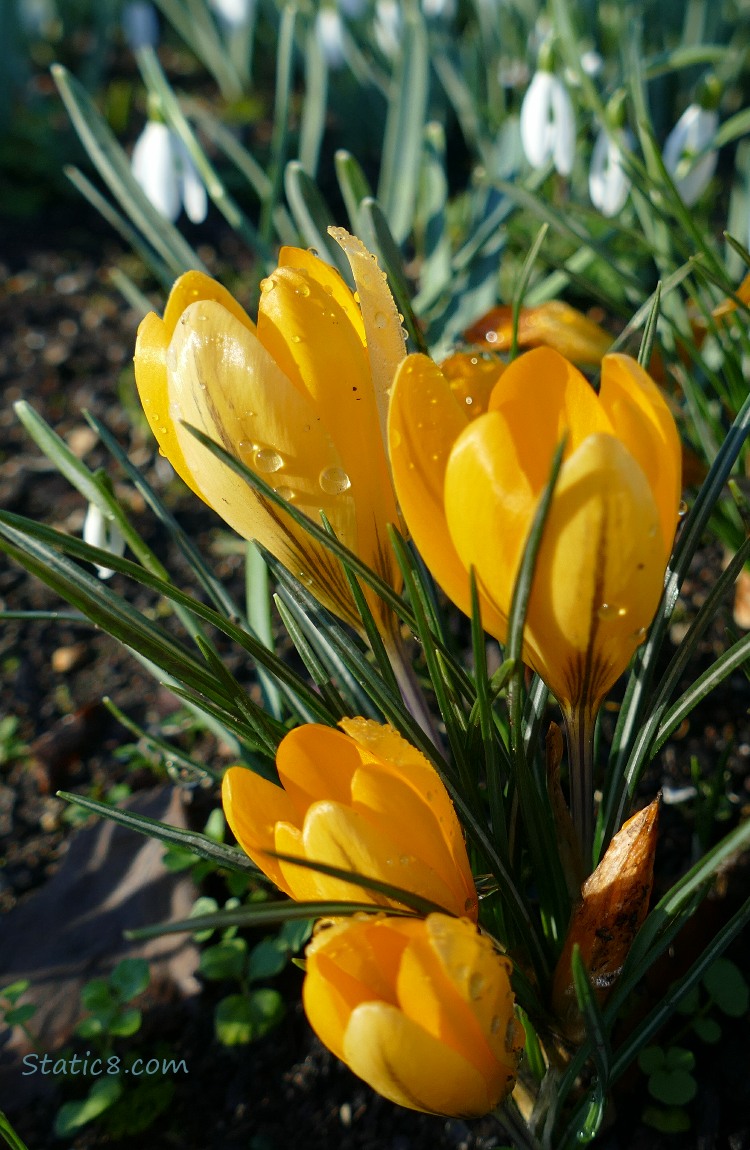 Yellow Crocuses