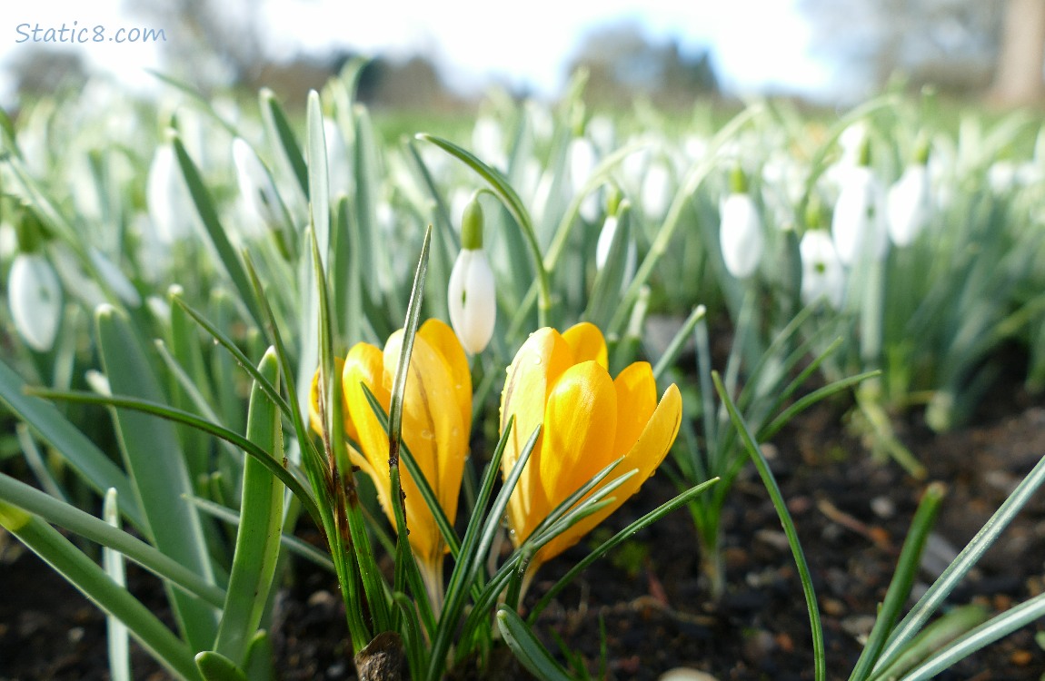 Yellow Crocus blooms in front of Snow Drops