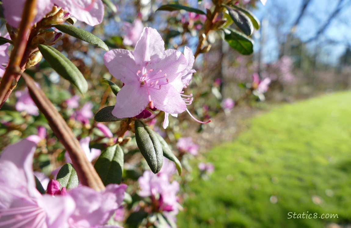 Pink Rhododendron blooms