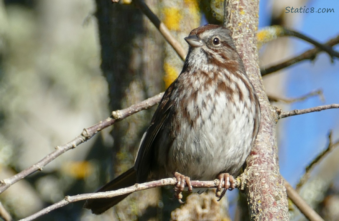 Song Sparrow standing on a twig