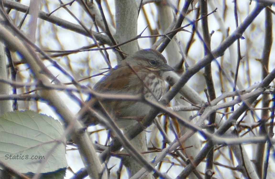 Song Sparrow standing and surrounded by sticks