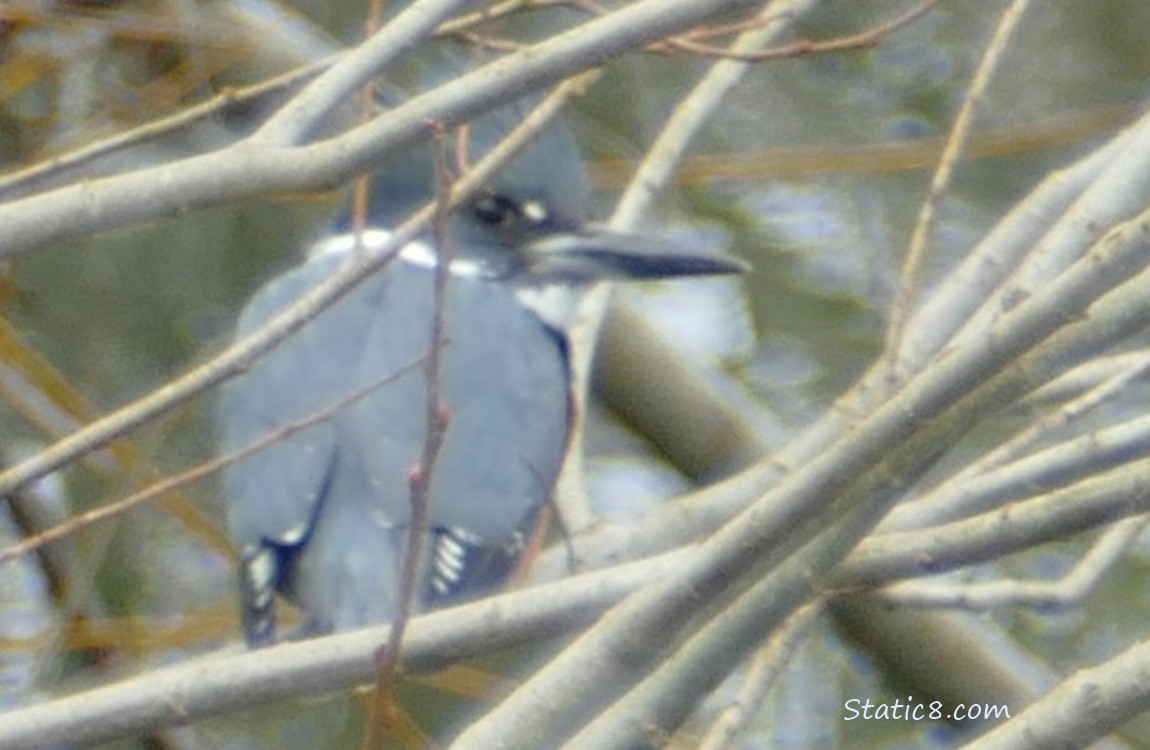 Belted Kingfisher looking over her shoulder