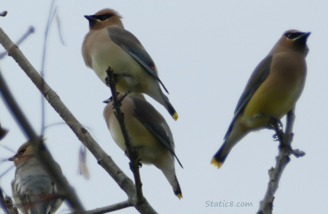 4 Cedar Waxwings standing up in a winter bare tree