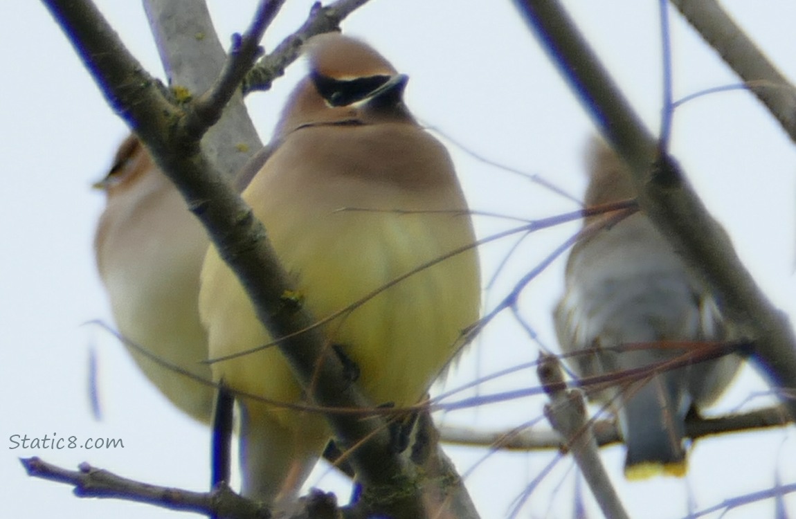 3 Cedar Waxwings standing in a winter bare tree