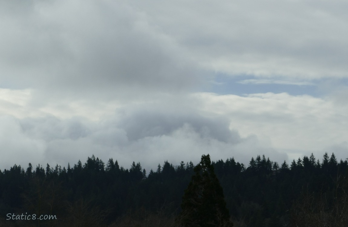 Clouds over trees in the distance