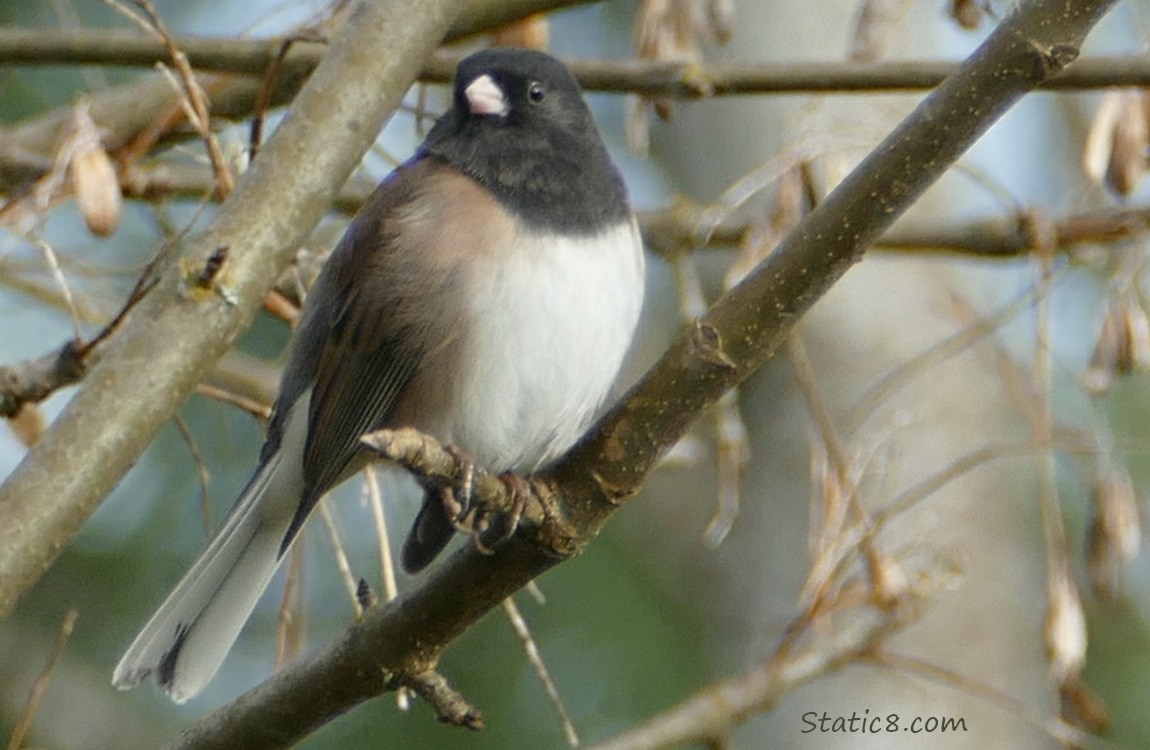 Dark Eye Junco standing on a stick