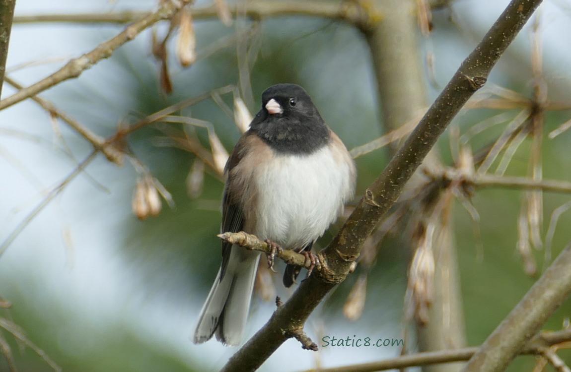 Dark Eye Junco standing on a twig