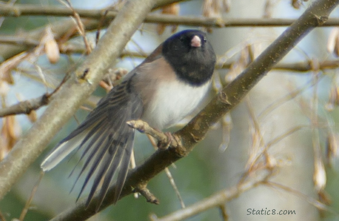 Darke Eye Junco, stretching his wing