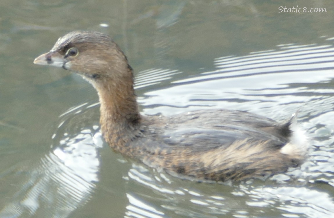 Pied Bill Grebe paddling in the water