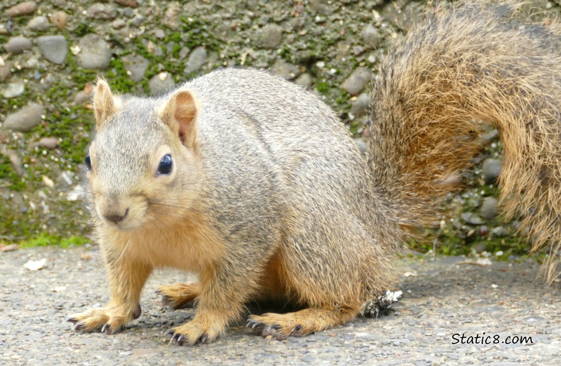 Squirrel on the step