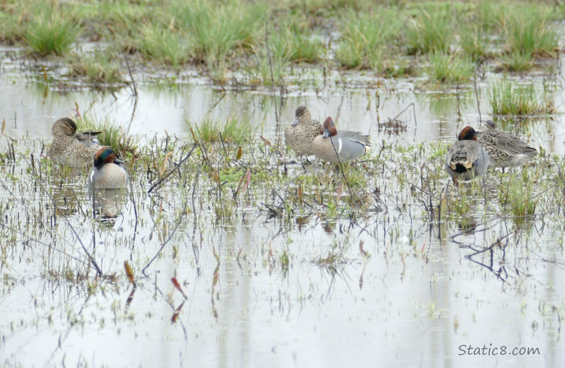 Paired off teals standing in marshy water