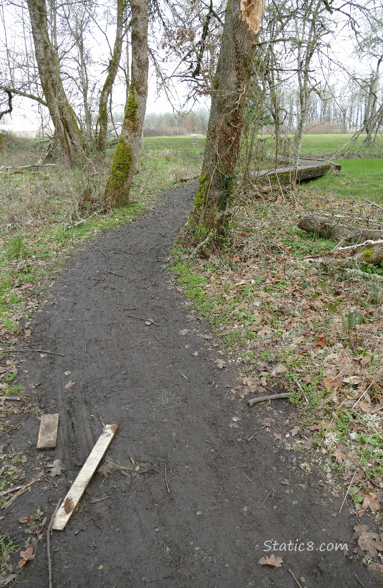 Forest trail