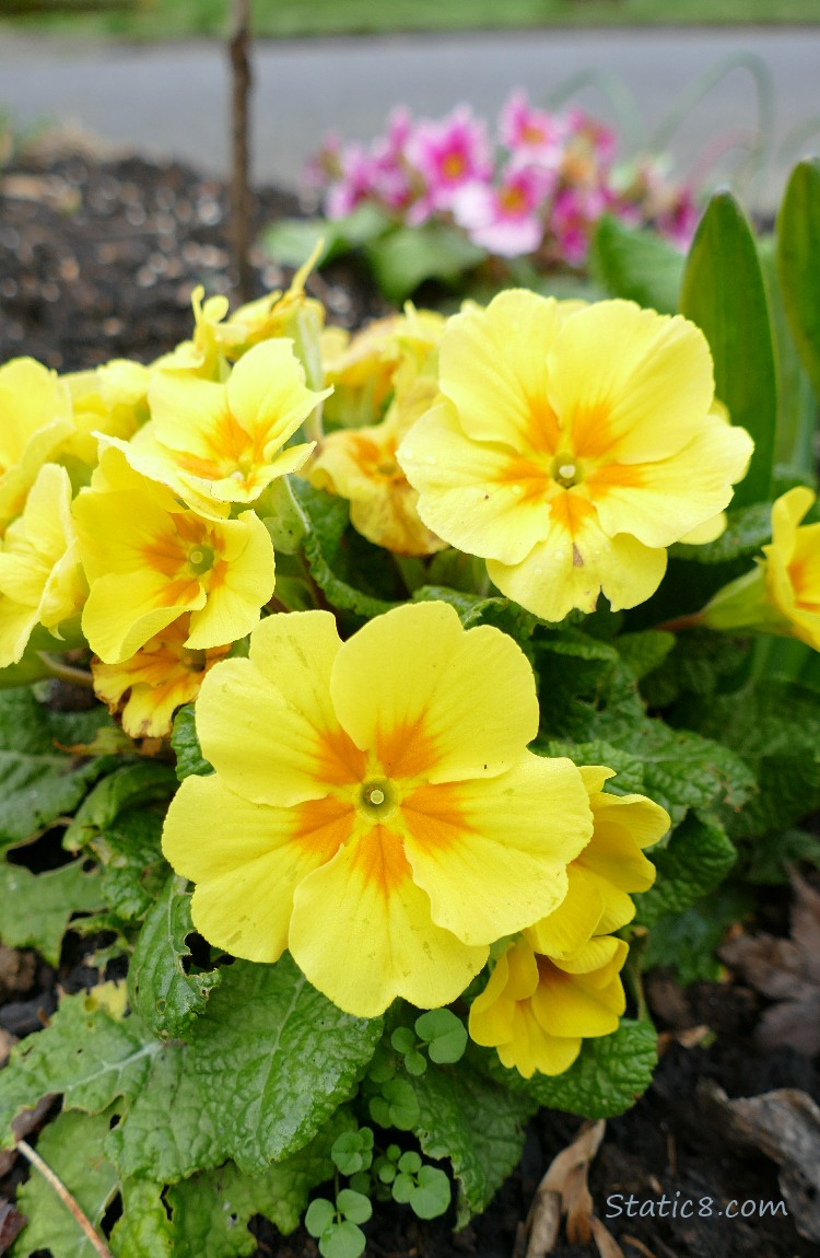 Yellow flowers with pink flowers in the background