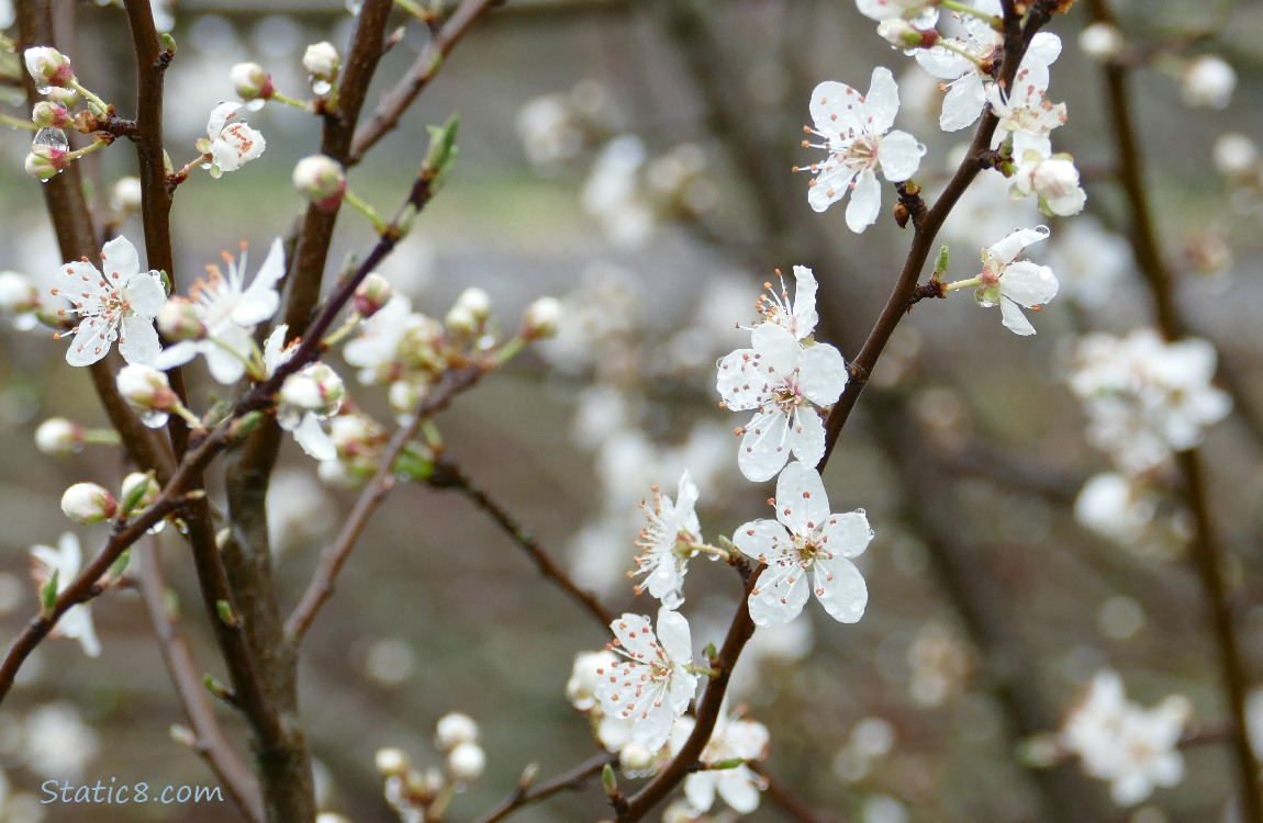 Cherry blossoms