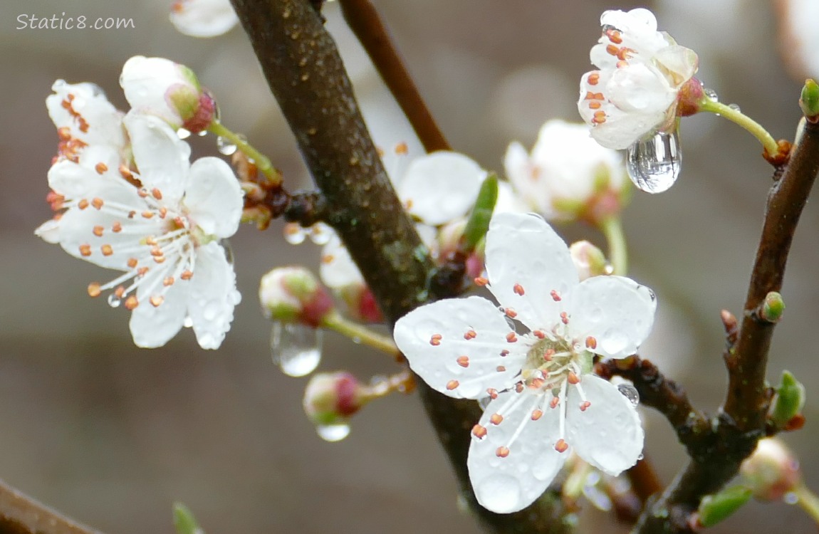 Cherry Blossoms