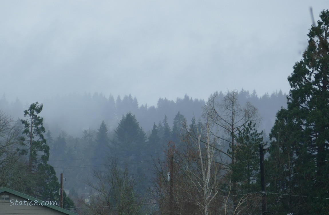 Foggy trees in the distance