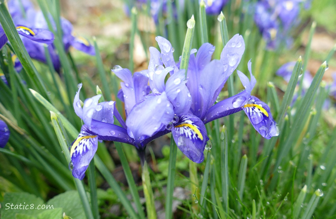 Purple Irises