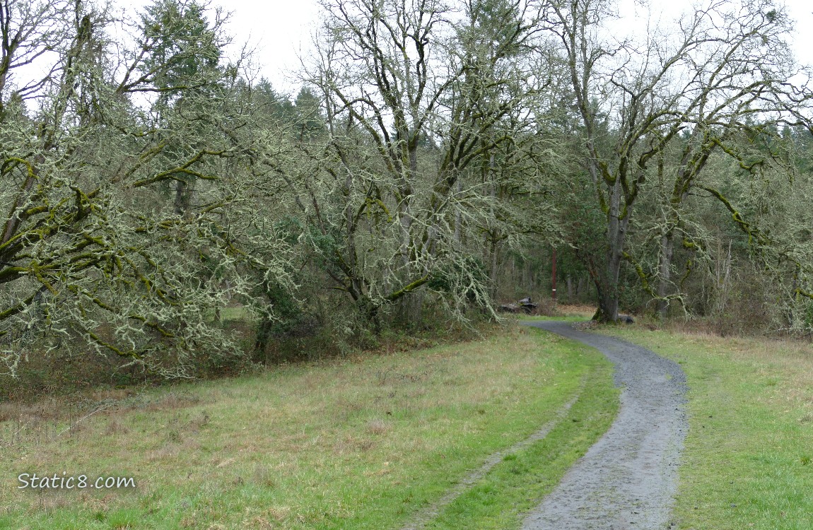 trail curves into the forest