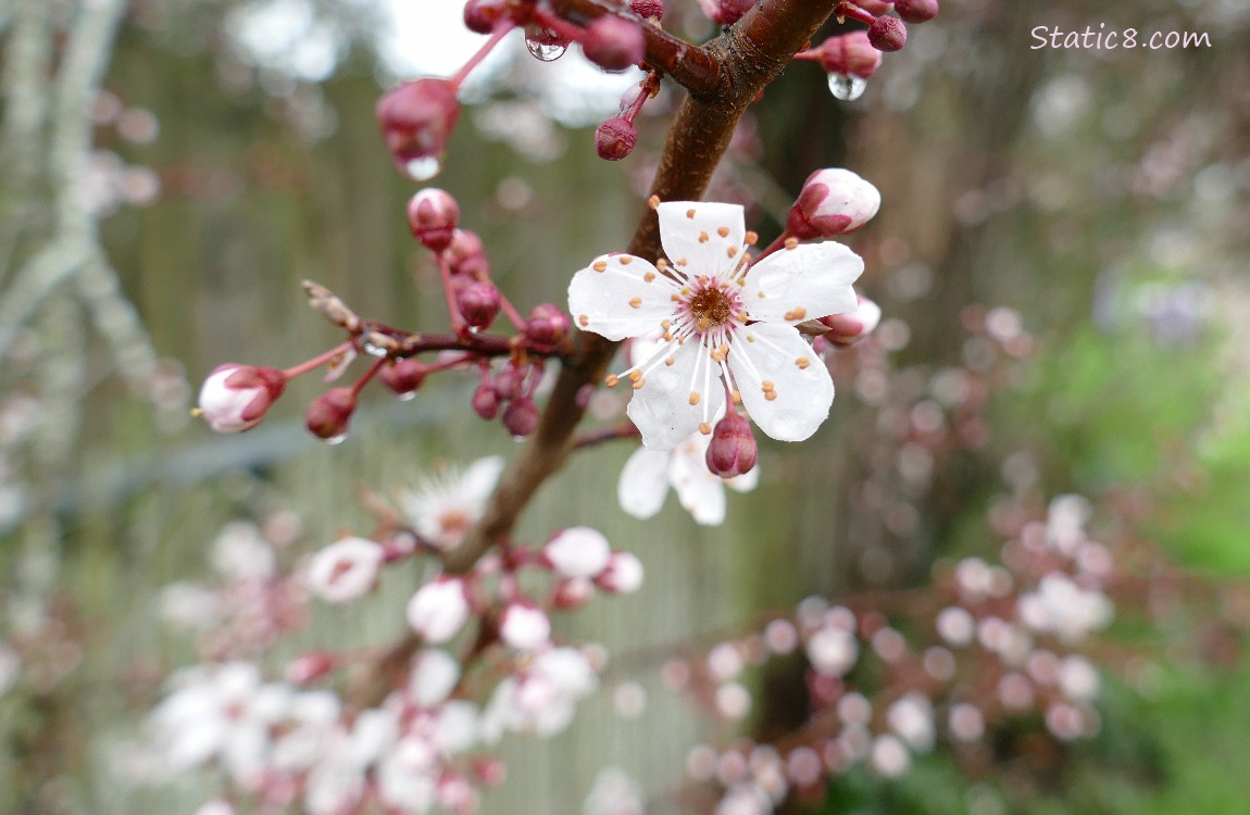 Cherry Blossoms