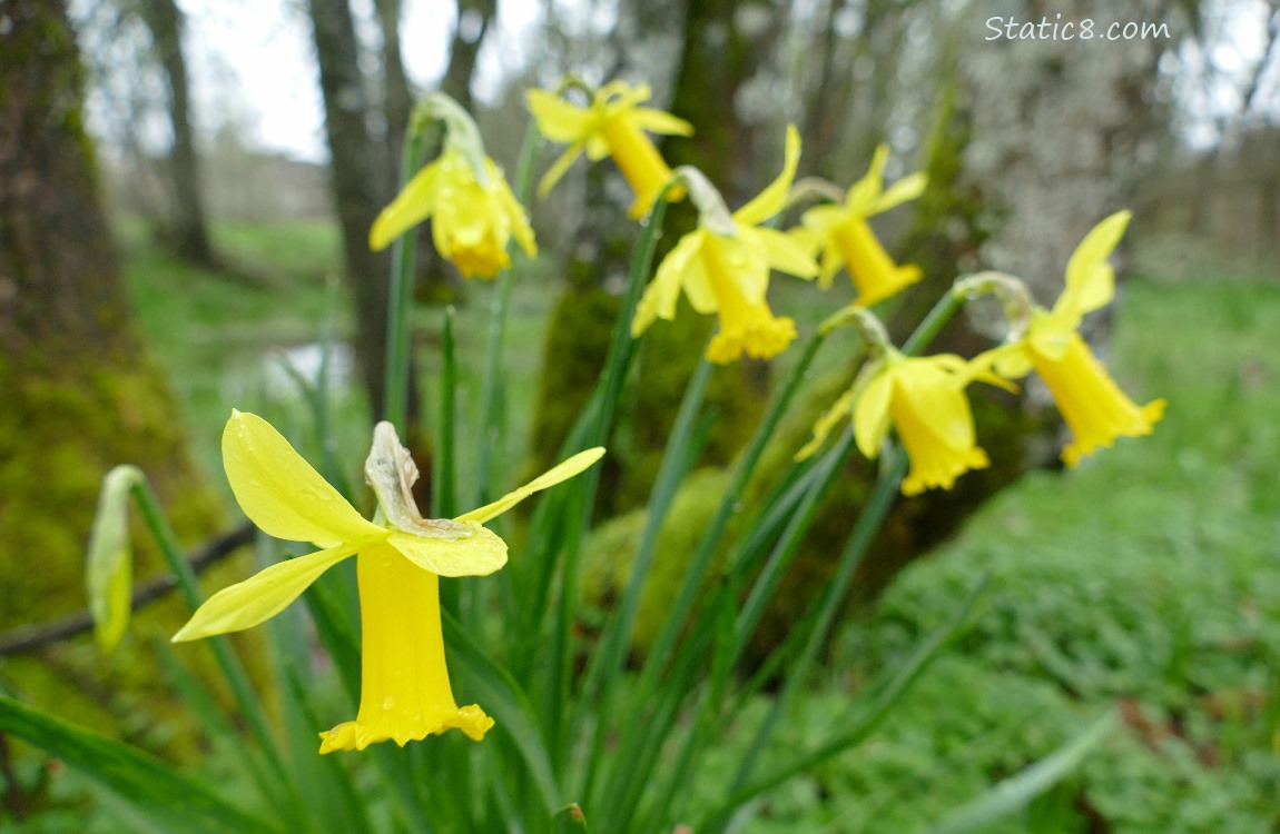 Daffodil blooms