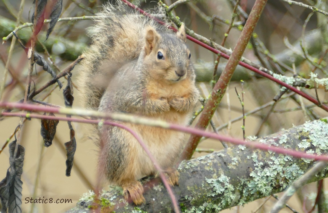 Squirrel standing on a branch