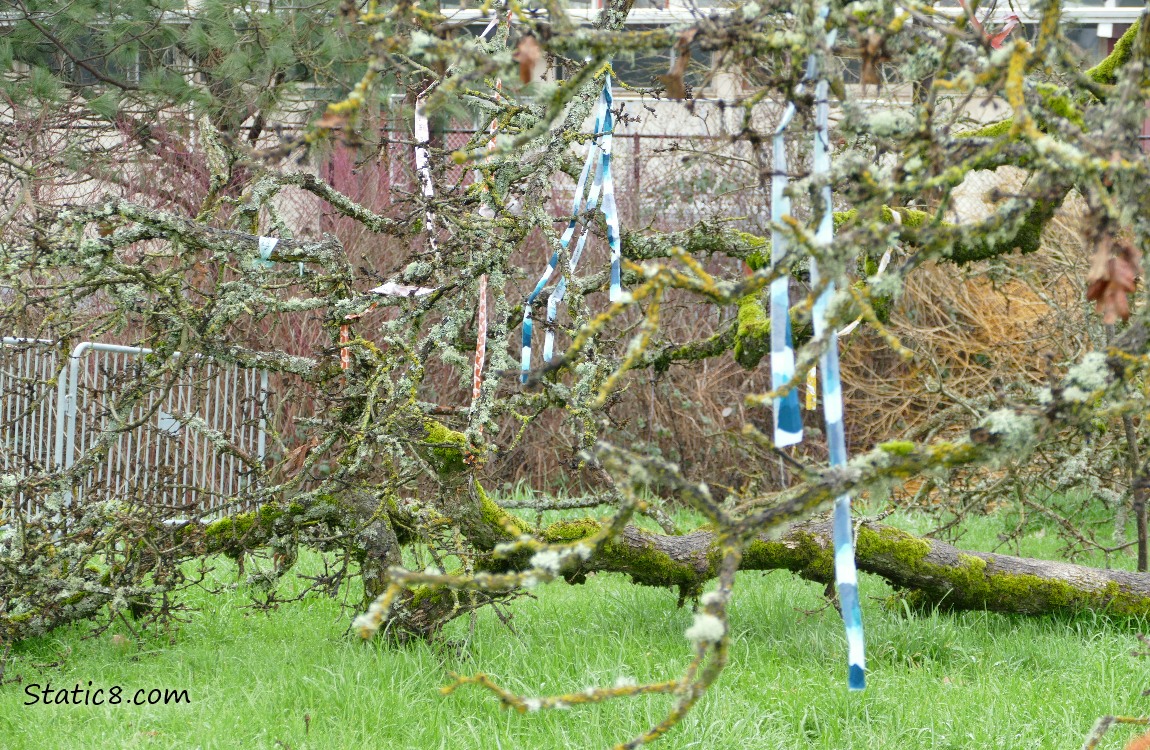 Streamers hanging from a fallen tree