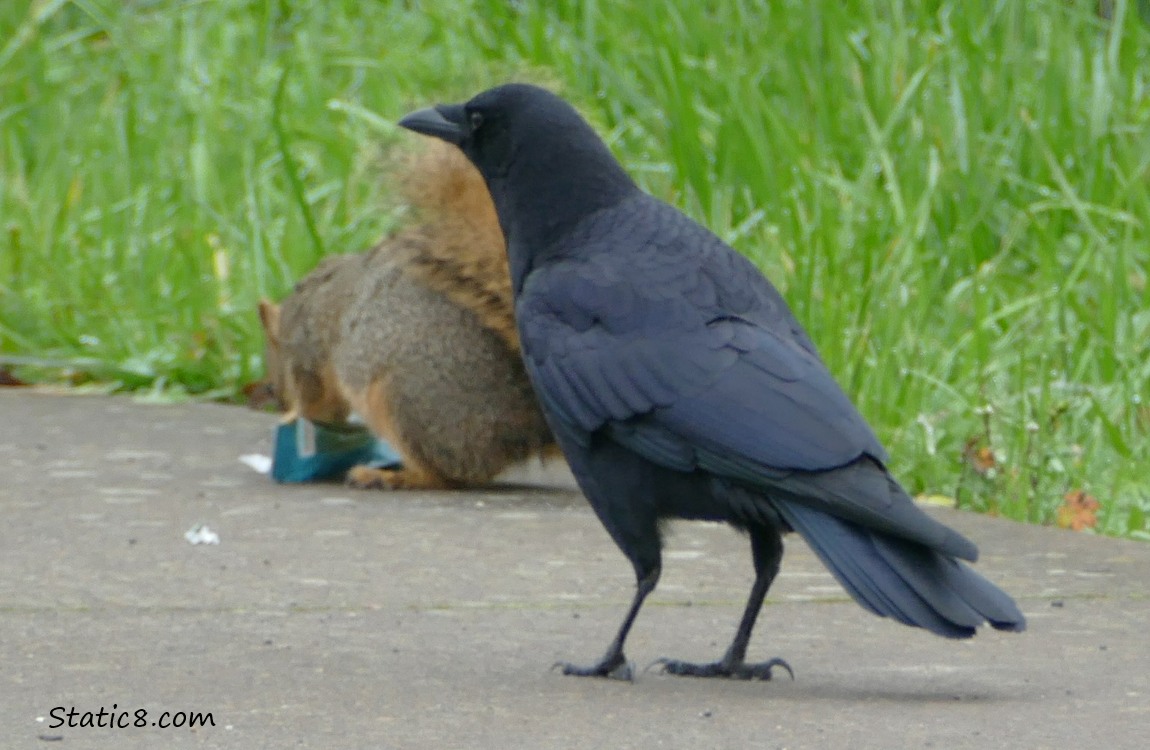 Squirrel and Crow on the path