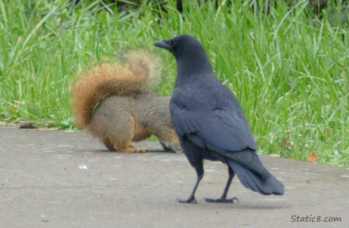 Squirrel has a round belly