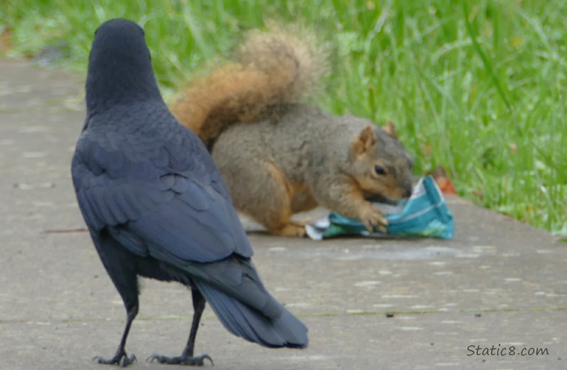 Crow and Squirrel with a food wrapper