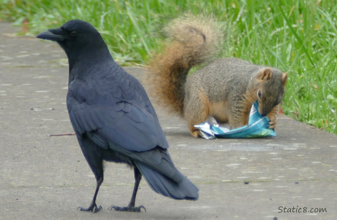 Crow and Squirrel with a food wrapper