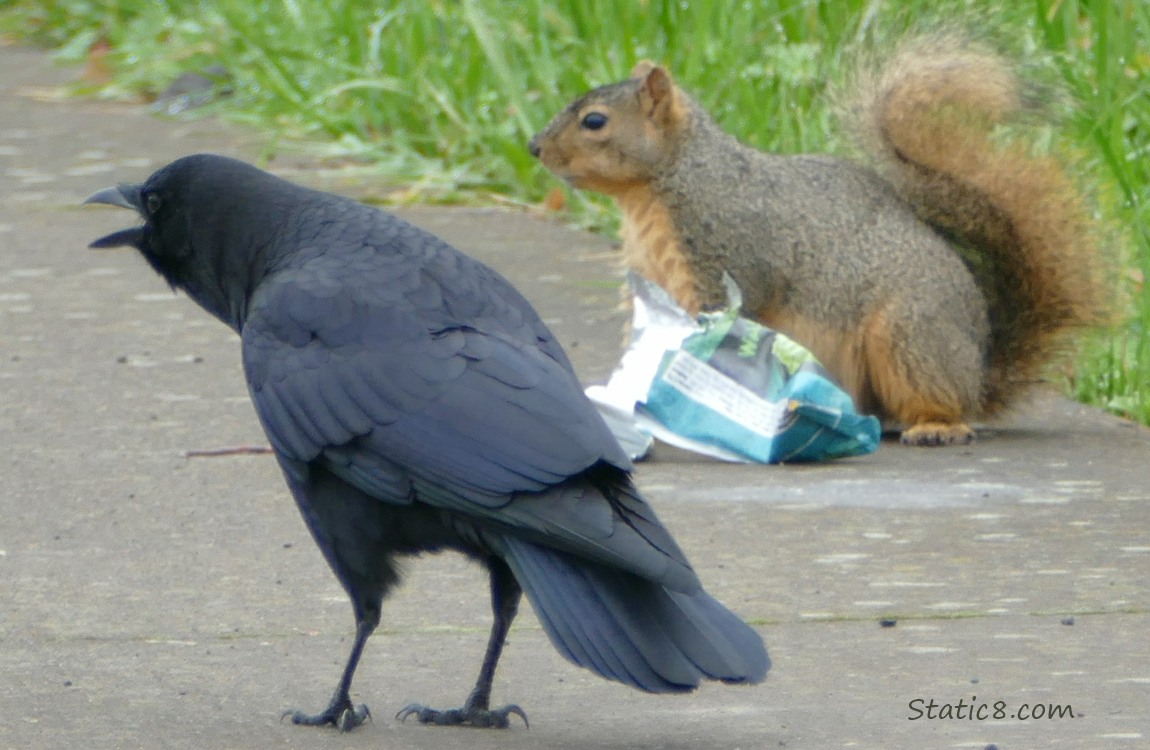 Crow and Squirrel with a food wrapper