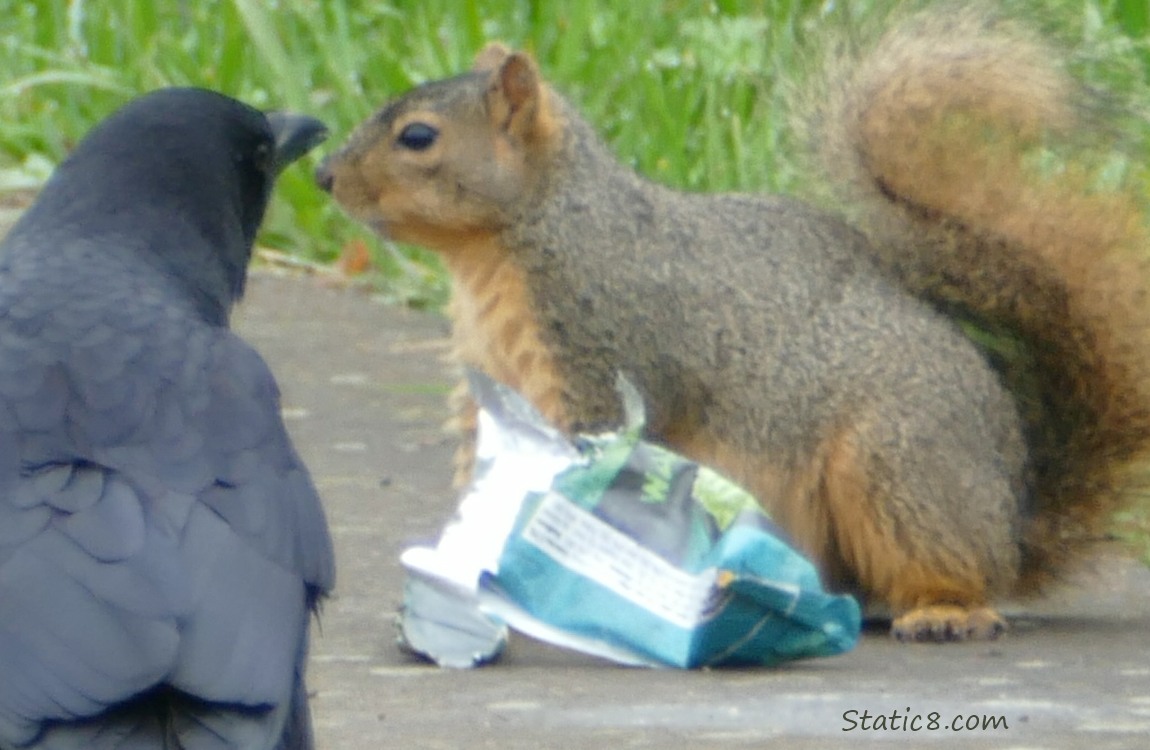 Crow and Squirrel with a food wrapper