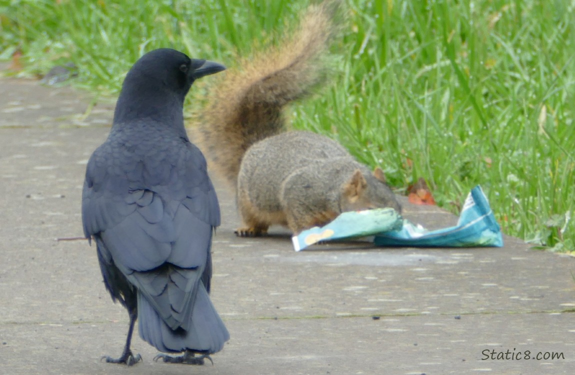 Crow and Squirrel with a food wrapper