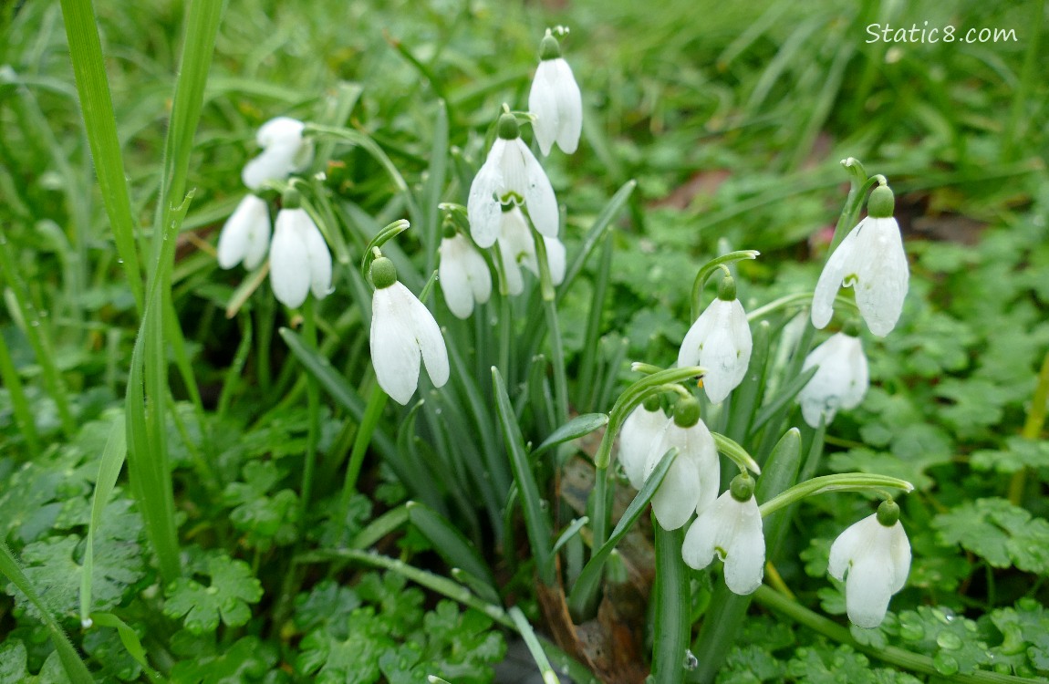 Snow Drop blooms