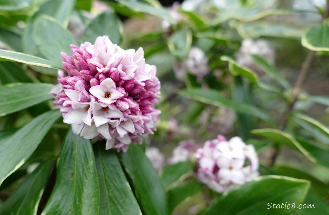 Clumps of Daphne blooms