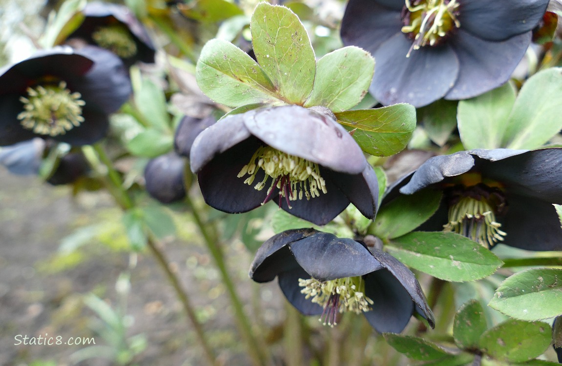 Lenten Roses