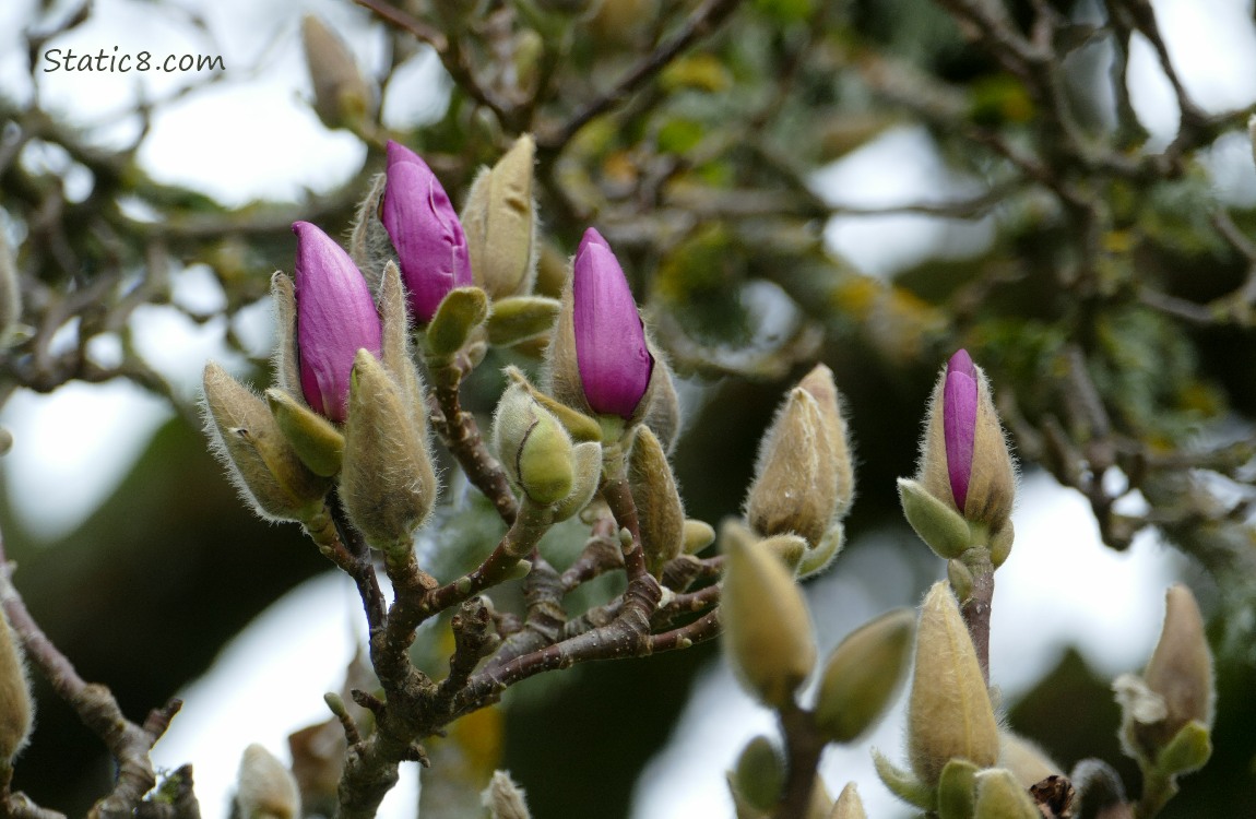 Red-violet Magnolia blooms, not open yet