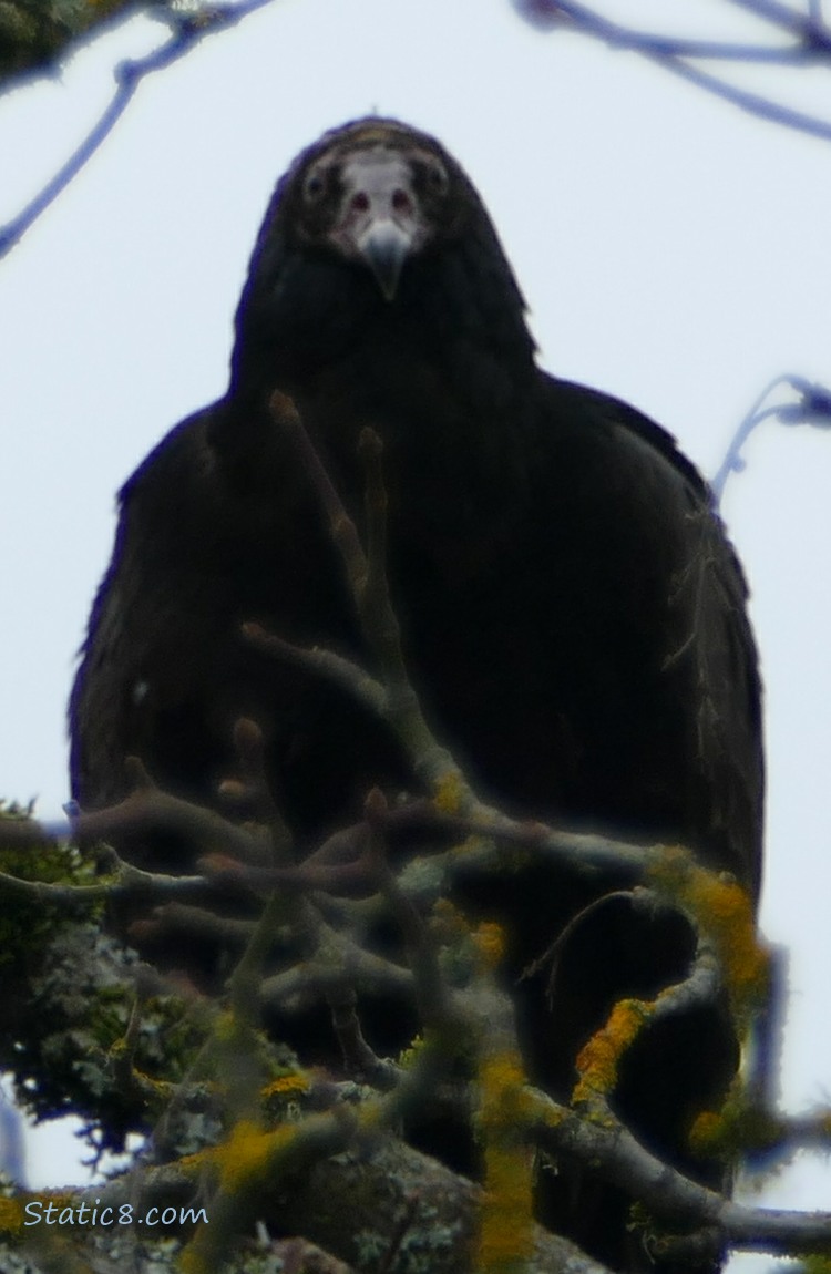 Blurry Turkey Vulture up in a tree