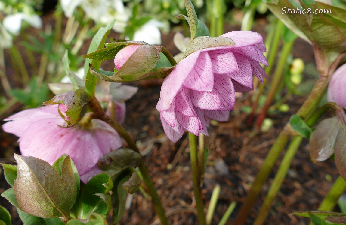 Lenten Rose blooms