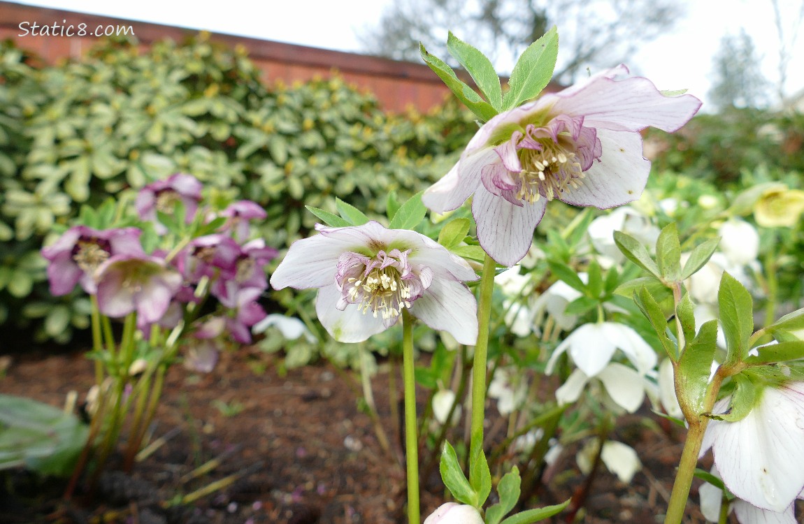 Lenten Rose blooms