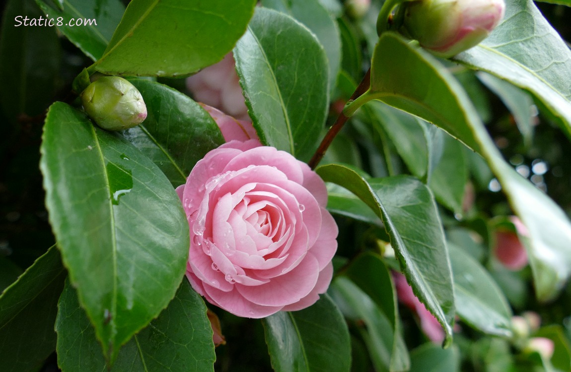 Camellia bloom