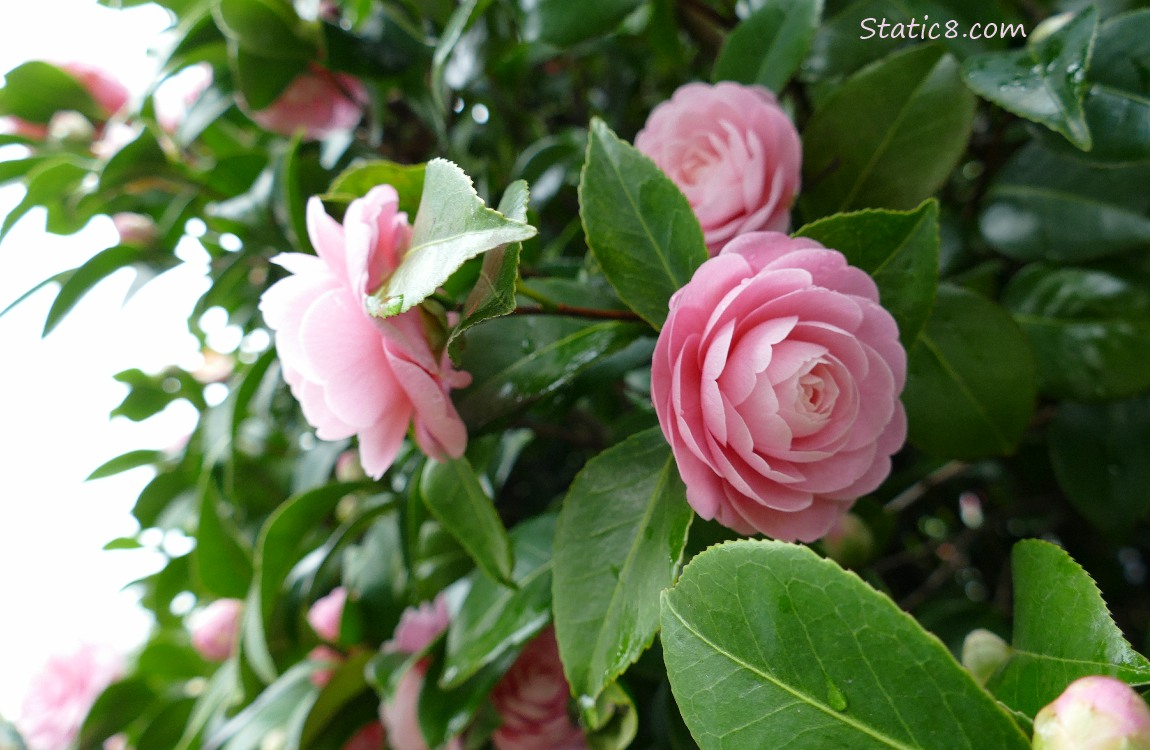 Camellia blooms