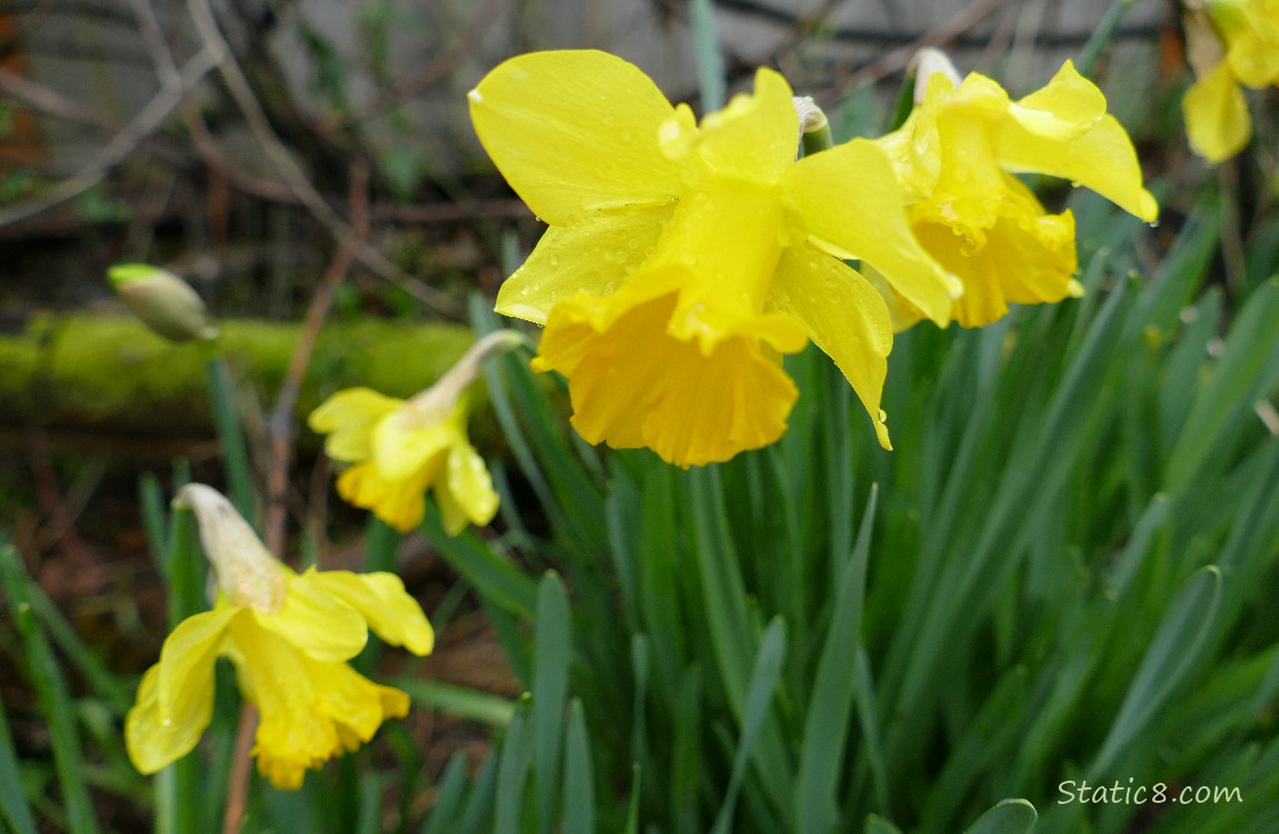 Daffodil blooms