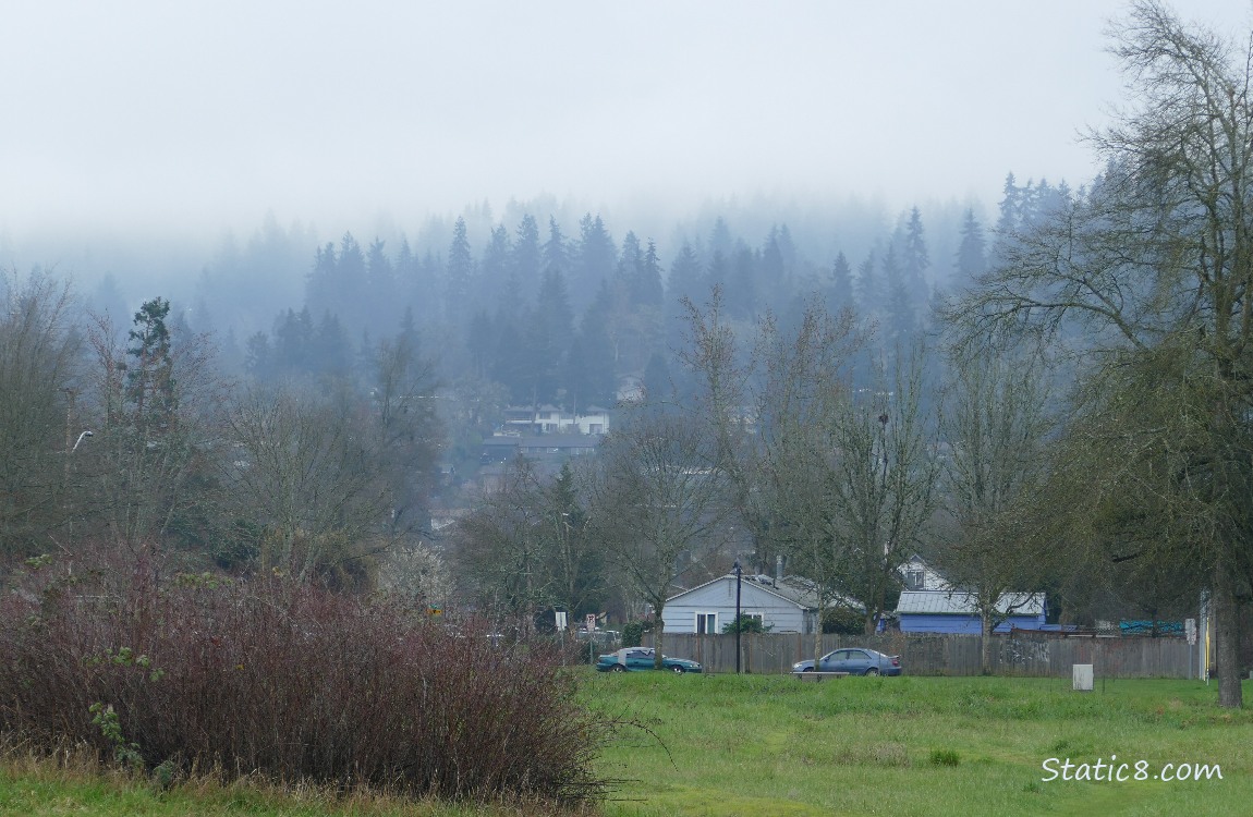 Foggy trees in the distance